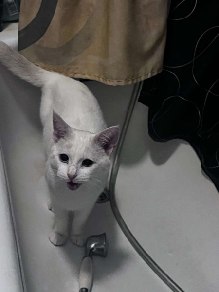 Roond and roond and up and doon - the Excellent Cats roam aboot