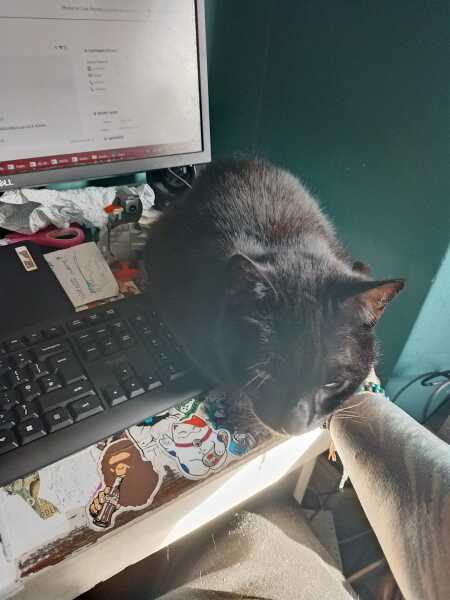 Roond and roond and up and doon - the Excellent Cats roam aboot