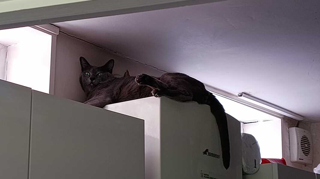 Thread 26 Starmer: Cats, Rebels and Orange Chaos