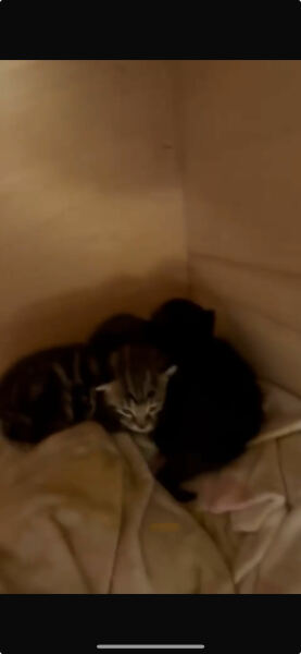 I think this cat is pregnant. What do I do?