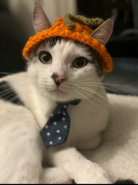 Thread 26 Starmer: Cats, Rebels and Orange Chaos