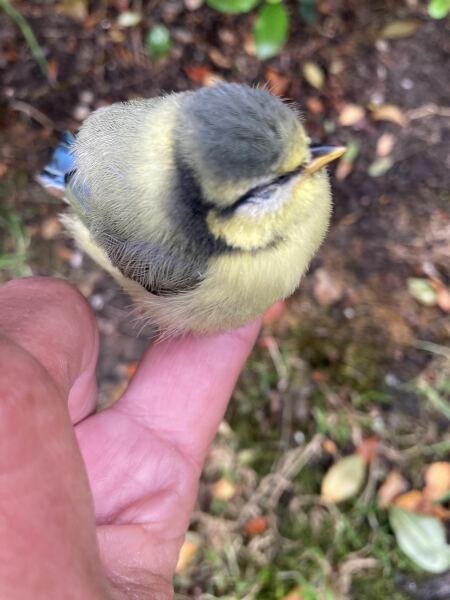 I saved a swift - and I liked it!