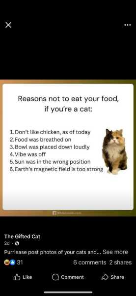 Roond and roond and up and doon - the Excellent Cats roam aboot