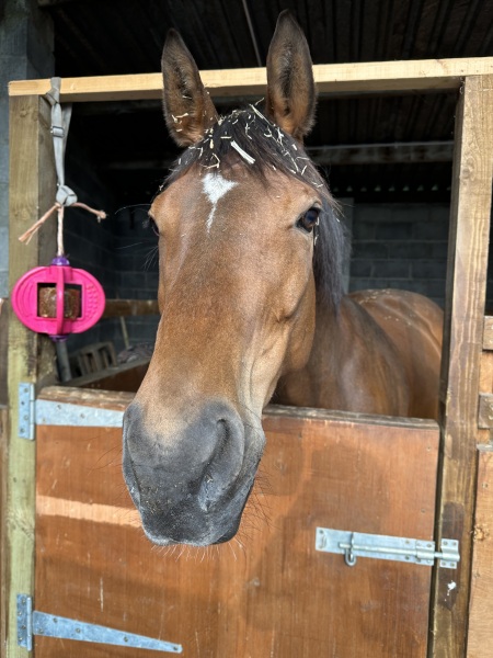 Sudden lameness - not abscess - any ideas?