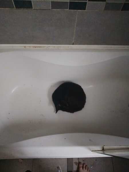 Roond and roond and up and doon - the Excellent Cats roam aboot