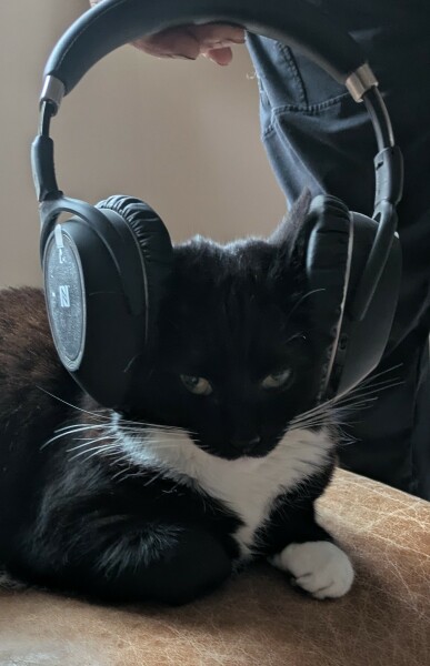 To show you my cat and her kittens for distraction and stress relief purposes?