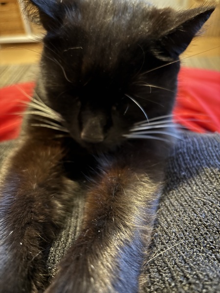 To show you my cat and her kittens for distraction and stress relief purposes?