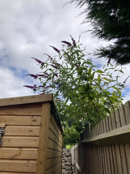 Neighbour's buddliea leaning on my shed