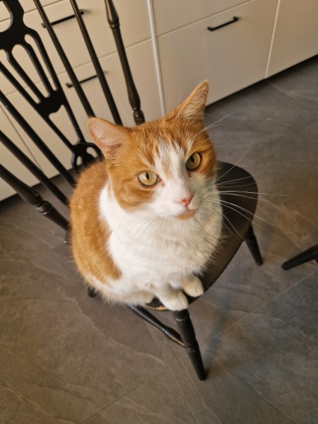 Roond and roond and up and doon - the Excellent Cats roam aboot