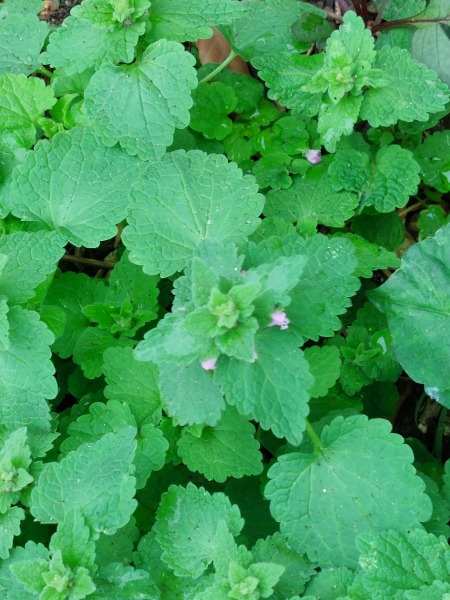 Are these poppy seedlings?