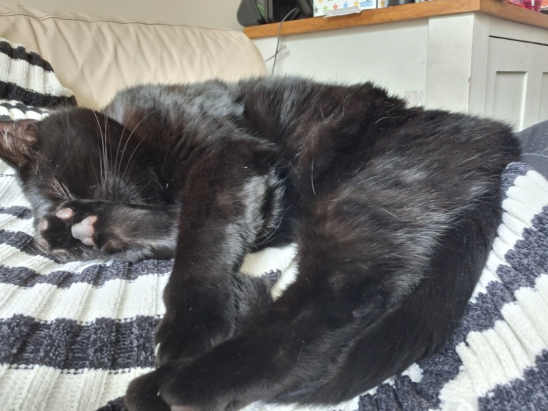 To show you my cat and her kittens for distraction and stress relief purposes?