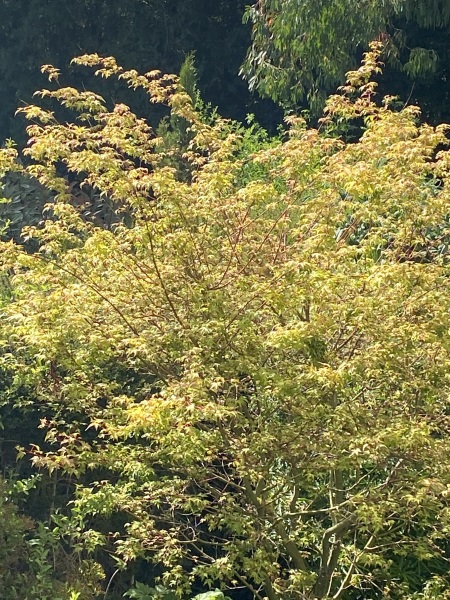 My beautiful Acer is under attack.!