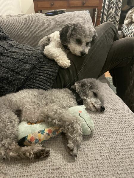 Has your dog had teeth removed? How old were they?