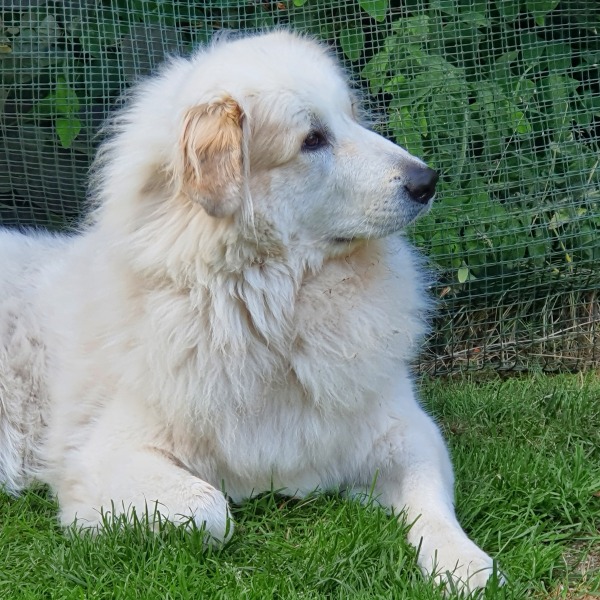 Adolescent Dog Survival Thread - for teenage dirtbags