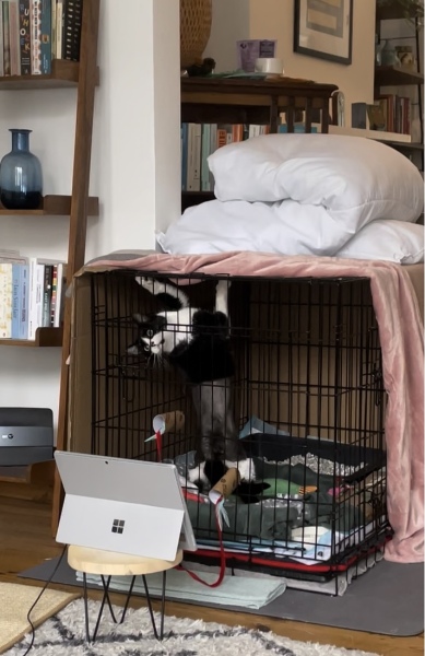 Help and advice needed — cat has tib/fib fracture!