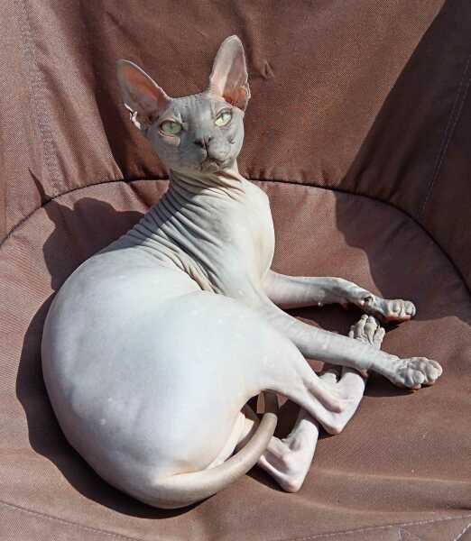 To show you my cat and her kittens for distraction and stress relief purposes?