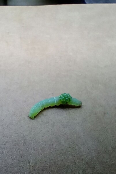 Zombie caterpillar