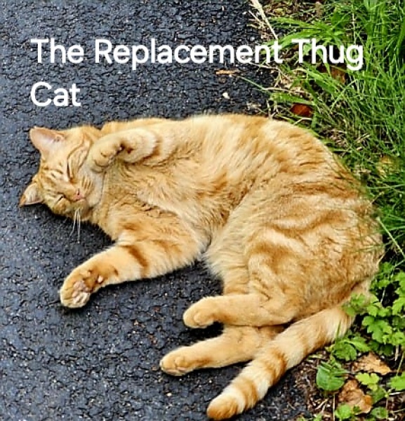 Roond and roond and up and doon - the Excellent Cats roam aboot