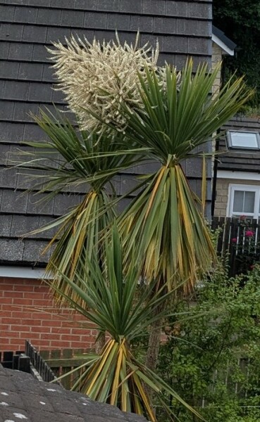 Thread 25 Starmer - Cheers for a falling out among thieves