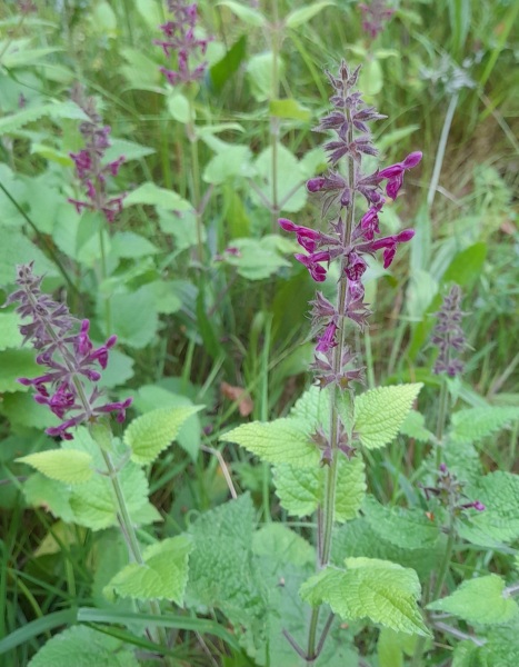 Weeds Have Rights Too !