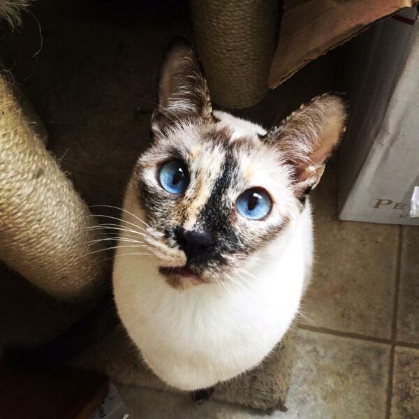 Cats everywhere!