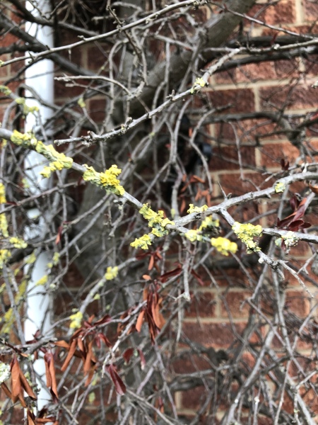 Any ideas what happened to my bush?