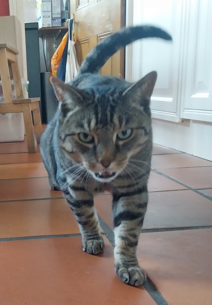 Thread 26 Starmer: Cats, Rebels and Orange Chaos