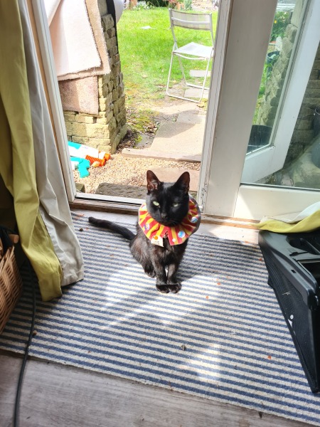 My cat keeps killing birds