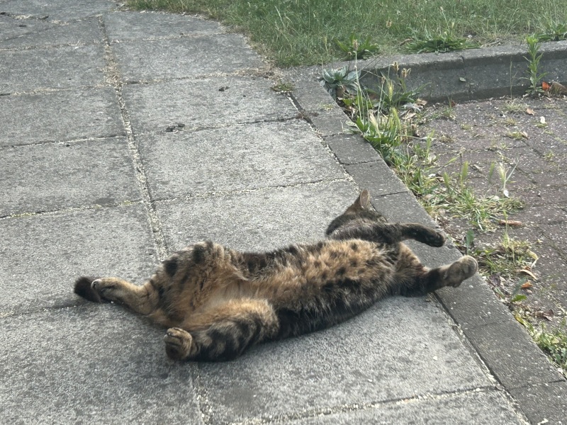 Cats everywhere!