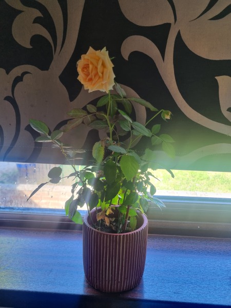 🌹House rose pot plant now massive -advice on what to do!!!