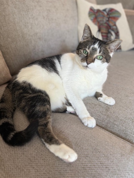 Falling Apart Watching Her Decline – Any Advice for Helping Her Heal? (Cat flu)