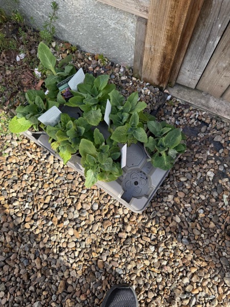What plant is this?