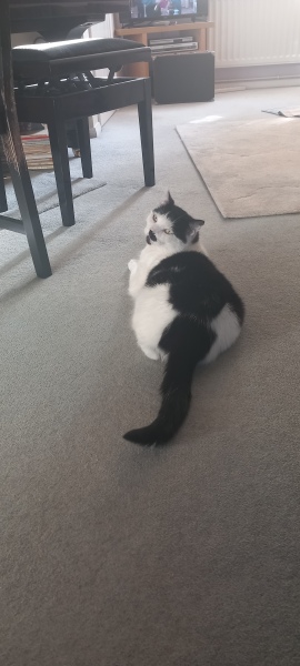 Roond and roond and up and doon - the Excellent Cats roam aboot