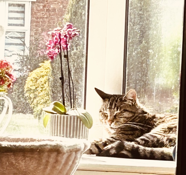 Cats everywhere!