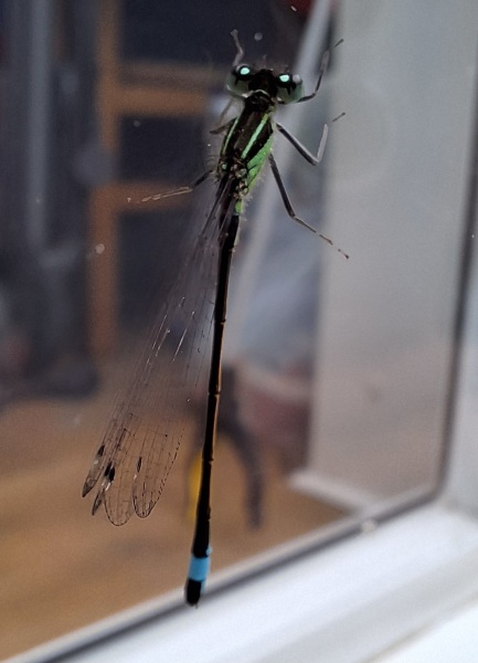 Year round Nigel Slater discussion thread Part 2