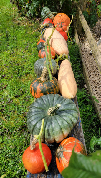 The Vegetable Patch 2024/2025