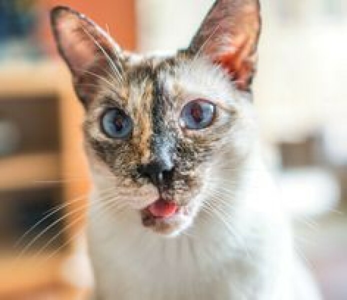 To show you my cat and her kittens for distraction and stress relief purposes?