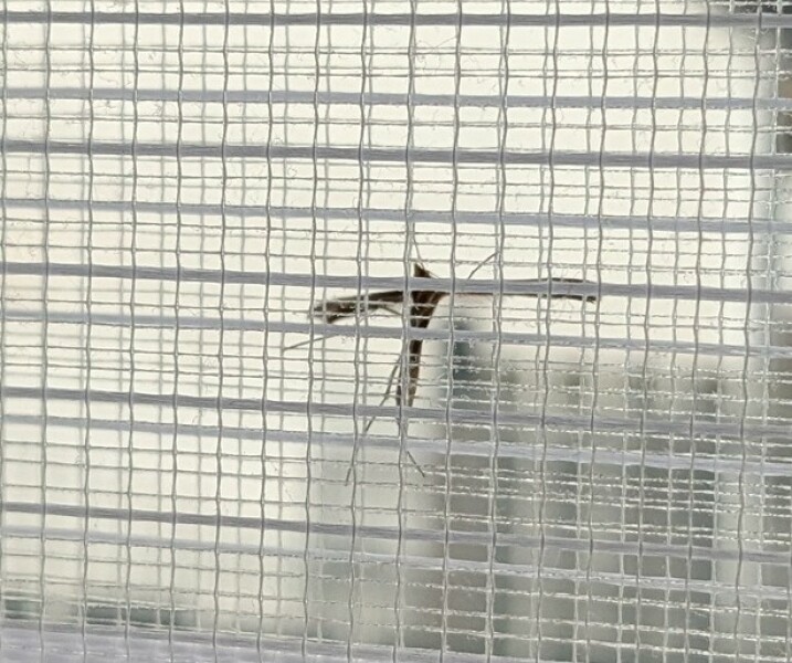 Thread 26 Starmer: Cats, Rebels and Orange Chaos