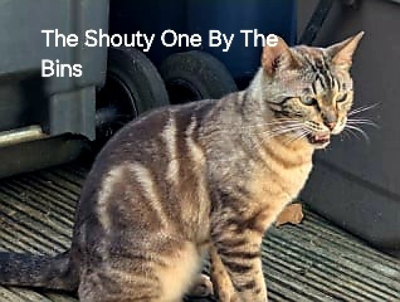 Roond and roond and up and doon - the Excellent Cats roam aboot