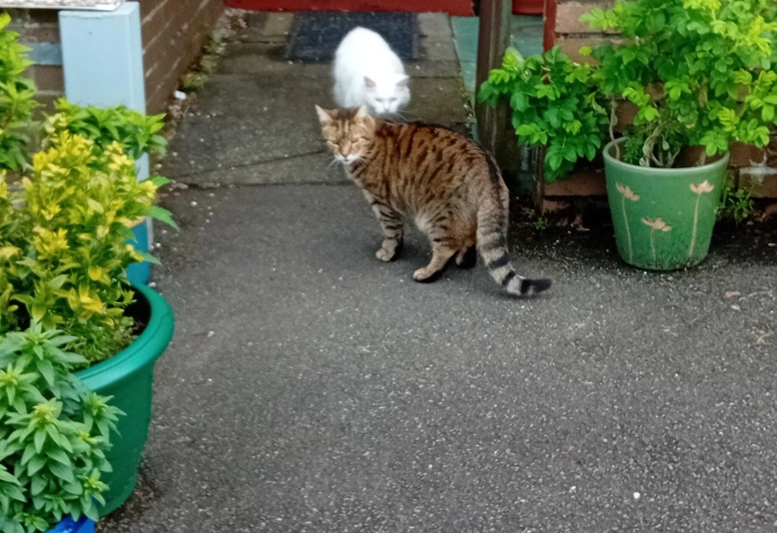 Roond and roond and up and doon - the Excellent Cats roam aboot