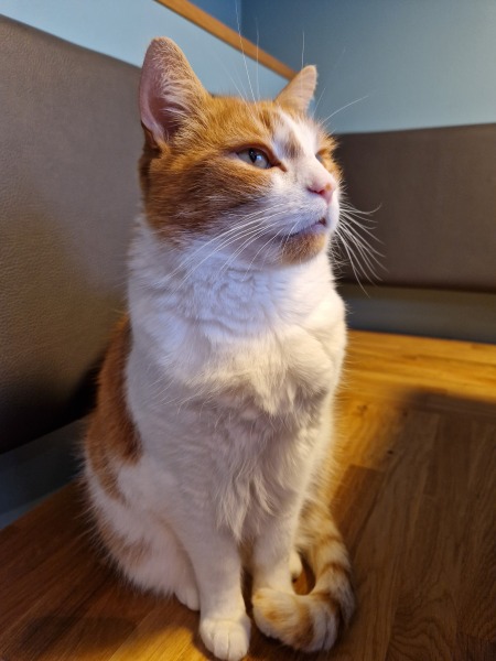 Roond and roond and up and doon - the Excellent Cats roam aboot