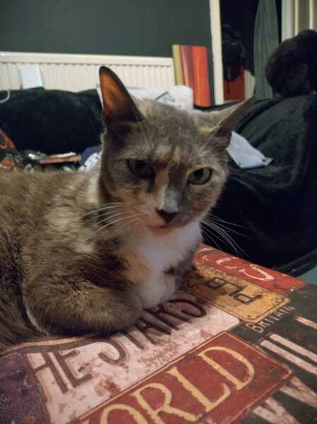 Roond and roond and up and doon - the Excellent Cats roam aboot