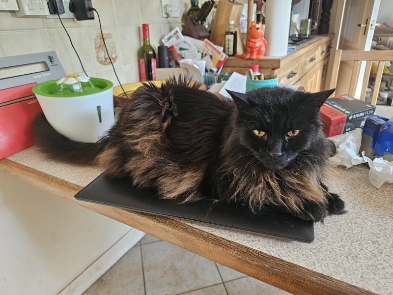 Roond and roond and up and doon - the Excellent Cats roam aboot