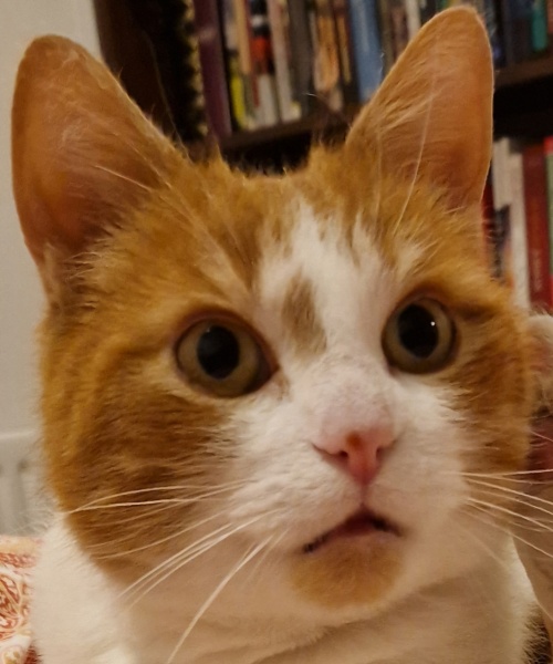 Cats everywhere!