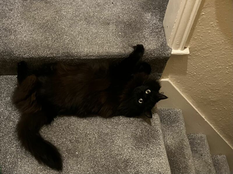 To show you my cat and her kittens for distraction and stress relief purposes?