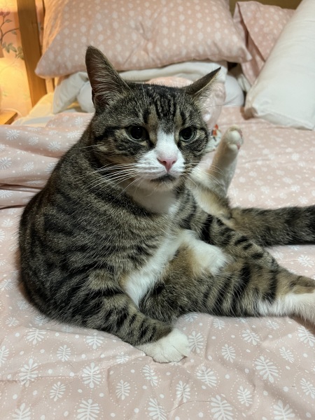 Thread 26 Starmer: Cats, Rebels and Orange Chaos