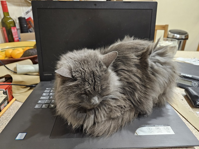 Roond and roond and up and doon - the Excellent Cats roam aboot