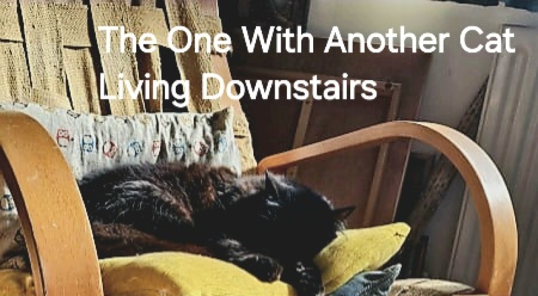 Roond and roond and up and doon - the Excellent Cats roam aboot