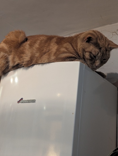 To show you my cat and her kittens for distraction and stress relief purposes?