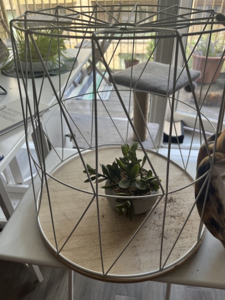 Roond and roond and up and doon - the Excellent Cats roam aboot